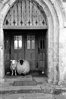 Images Dated 9th April 2016: Church Sheep