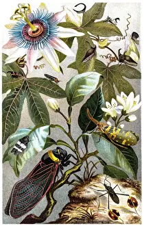 Cicada Prints: Cicada