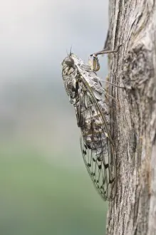 Cicada Prints: Cicada (Auchenorrhyncha), Italy