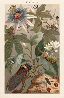 Images Dated 3rd April 2018: Cicadas, lithograph, published in 1897