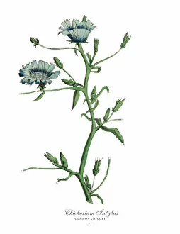 Images Dated 18th February 2019: Cichorium Intybus, Chicory Plants, Victorian Botanical Illustration
