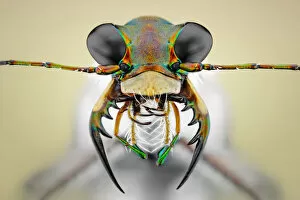 Insects On Earth Gallery: Cicindela ancocisconensis