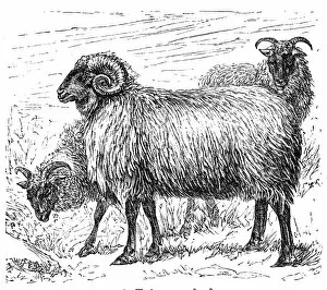 Images Dated 29th January 2016: Cigaja sheep