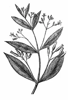 Asparagus Gallery: Cinchona officinalis (Quinine Bark tree)