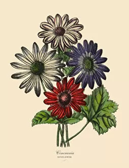 Images Dated 6th April 2016: Cineraria or Sunflower Plants, Victorian Botanical Illustration