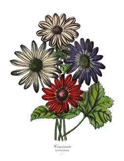 Images Dated 19th February 2019: Cineraria or Sunflower Plants, Victorian Botanical Illustration