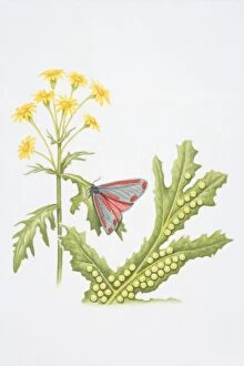 Habitat Collection: Cinnabar Moth (Tyria jacobaeae) perched on leaf of yellow flower