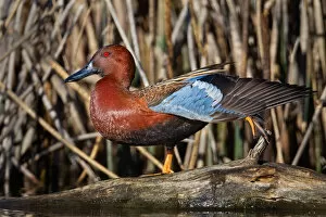 Images Dated 25th January 2012: Cinnamon Teal
