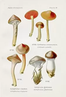 Images Dated 9th May 2017: Cinnamon webcap mushroom 1891