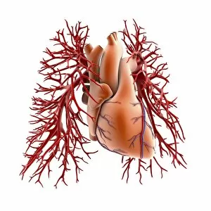 Images Dated 17th November 2015: Circulatory system of heart and lungs