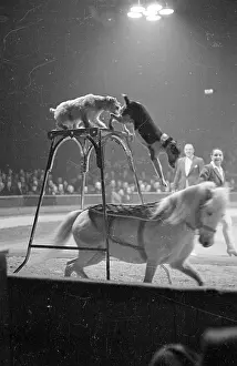 Circus Prints: Circus Animals