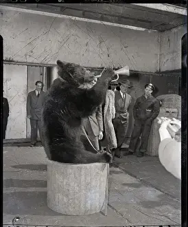 Stunt Prints: Circus Bear Blows Horn