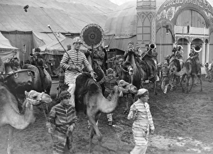 Camel Collection: Circus Camels