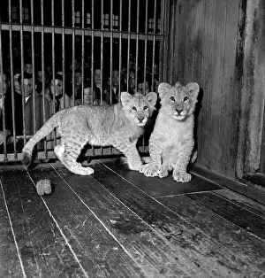 Circus Cubs