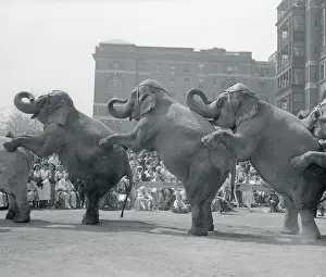 Circus Elephants Performing for Sick Children