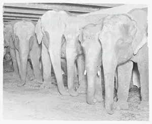 Circus Animal Prints: Circus Elephants Standing Together