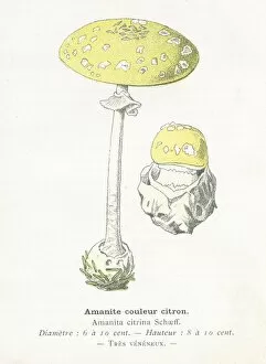 Images Dated 29th January 2018: Citrus Amanita Mushroom engraving 1895