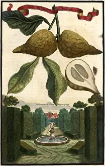 Freshly Prints: Citrus Fruit, Altri Cedrati dalla Bizaria and Trellis Walk in the Garden of Mr
