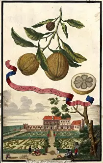 Citrus Fruit, Altri frutti della Bizzaria and Garden of Professor Doppelmeyer, Nuremberg Hesperides, Nuremberg Hesperides, Hesperides Gardens, Nuremberg, Bavaria, Germany, digitally restored reproduction of an 18th century original