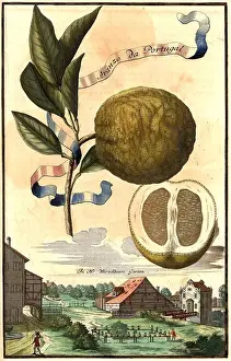 Citrus fruit, Aranza da Portugal and Mr Wurzelbauer's garden, Nuremberg Hesperides, Nuremberg Hesperides, Hesperides gardens, Nuremberg, Bavaria, Germany, digitally restored reproduction of an 18th century original, exact original date not known