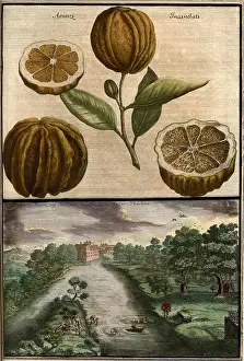 Freshly Prints: Citrus fruit, aranzi incanelati and view of the Pegnitz near Hallertor
