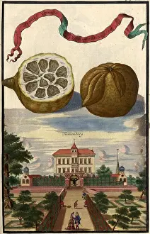 Citrus fruit, Aranzo cornato hermephrodito and Tumenberg, Nuremberg Hesperides, Nuremberg Hesperides, Hesperides Gardens, Nuremberg, Bavaria, Germany, digitally restored reproduction of an 18th century original, exact original date not known
