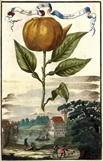 Freshly Prints: Citrus fruit, Aranzo cornuta incanellato and the lower Buerg