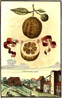 Freshly Prints: Citrus fruit, Aranzo fiamato and garden of Mr Wurzelbauer