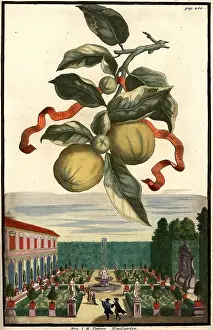 Citrus fruit, Aranzo rigato con foglia larga and house garden of Mr. Vatter, Nuremberg Hesperides, Nuremberg Hesperides, Hesperides Gardens, Nuremberg, Bavaria, Germany, digitally restored reproduction of an 18th century original