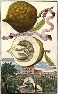 Drawing Collection: Citrus fruit, Cedrato con fior e Sugo doppio and Garden of Doctor Falchner, Nuremberg Hesperides