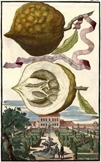 Bayern Prints: Citrus fruit, Cedrato con fior e Sugo doppio and Garden of Doctor Falchner