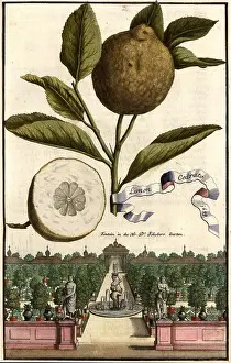 Cultivated Plants Prints: Citrus fruit, Limon cedrato and fountain in the garden of Doctor Schober