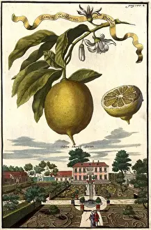 Freshly Prints: Citrus fruit, Limon Zucherin col pigolo und Garten des Herrn Martell