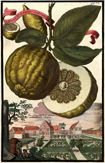 Bayern Prints: Citrus fruit, Pomo dAdama cedrato and Scheuerlischengarten in der Bucherstrasse