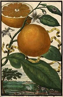 Drawing Collection: Citrus Fruit, Pompelmus and Bergschanz, Lead White Garden and Lazerett, Nuremberg Hesperides