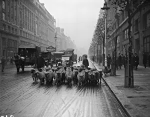 Images Dated 26th November 2018: City Sheep