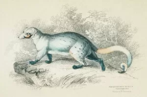 Images Dated 23rd May 2015: Civet cat engraving 1855