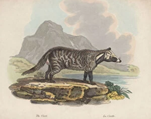 Images Dated 24th March 2010: Civet