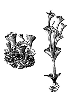 Lichen Prints: Cladonia pyxidata (pebbled pixie cup)