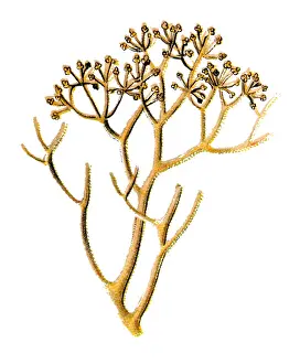 Cladonia rangiferina (reindeer lichen)