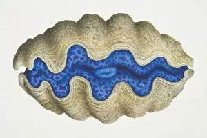 Mollusca Collection: Clam with brown shell and a blue centre, side view