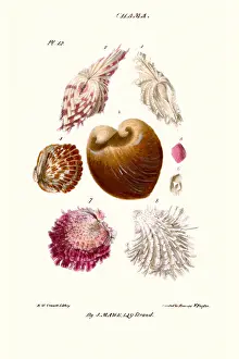 Mollusc Prints: clam shell