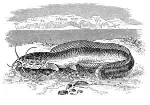 Images Dated 31st August 2016: Clarias anguillaris, catfish also known as the mudfish