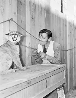 Ferocity Prints: Clark Gable with Cougar Kitten