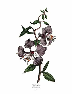 Images Dated 19th February 2019: Clarkia and Pinkfaries Plants, Victorian Botanical Illustration