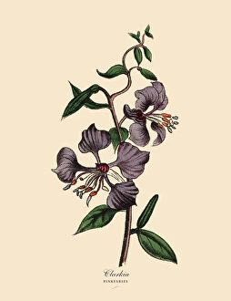 Images Dated 4th April 2016: Clarkia and Pinkfaries Plants, Victorian Botanical Illustration