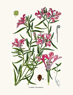 clarkia pulchella