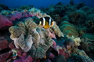 Symbiotic Relationship Collection: Clarks anemonefish -Amphiprion clarkii-, Palau