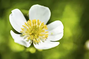 Buttercup Prints: Clasping-leaf Buttercup -Ranunculus amplexicaulis-