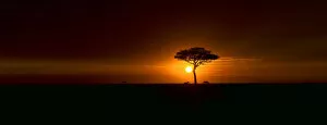 Images Dated 2nd September 2010: Classic African Sunrise in the Masai Mara National Reserve, Kenya